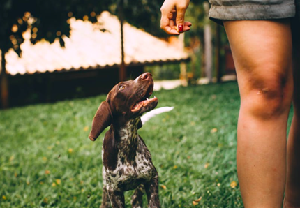 Obbligatorio pulire la pipì dei cani, dì la tua